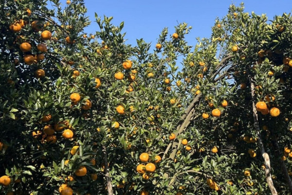 सुन्तला बेचेरै २२ करोड कमाइ